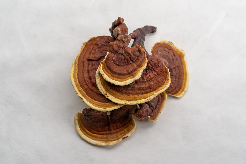 Cordyceps and Reishi Mushroom Supplements for Athletic Performance