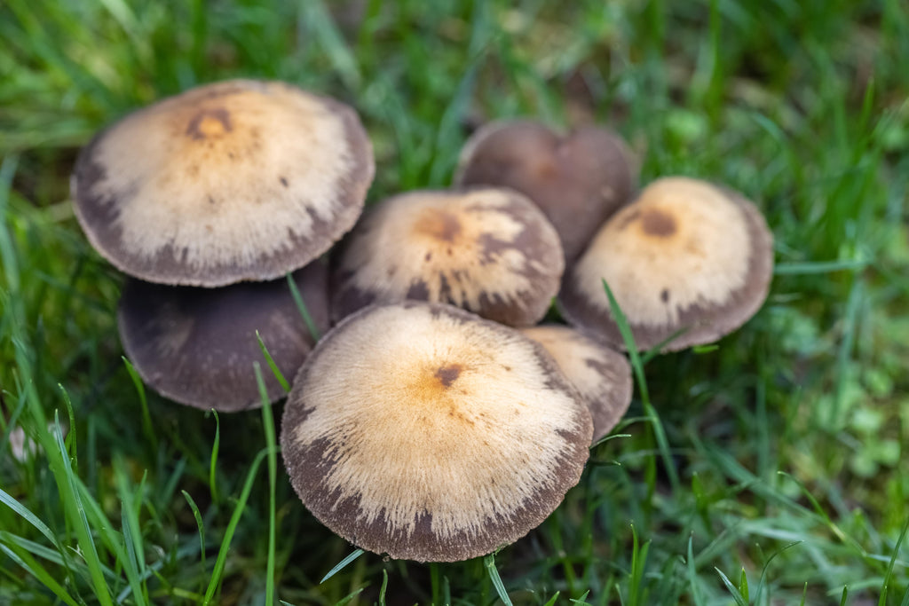 Mushrooms: A Natural Approach to Anxiety Relief - Resilient