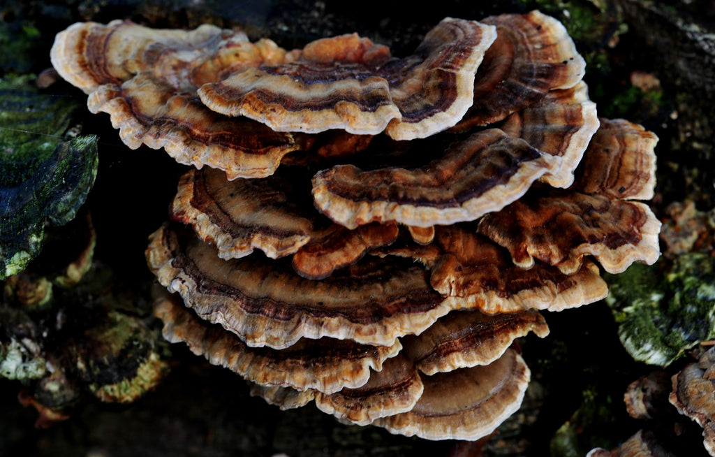 closeup-shot-of-turkey-tail-fungi-on-the-forest
